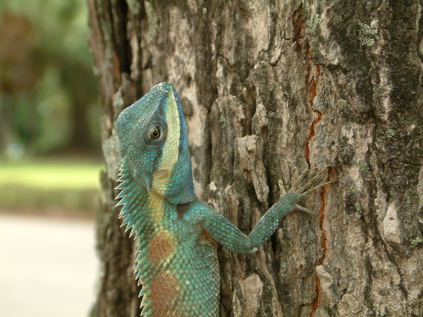 Iguana (Thailandia)