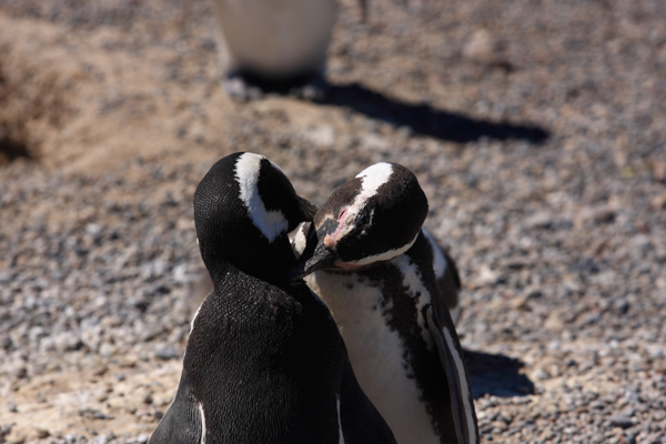 Pinguino Magellano - Punta Tombo (Argentina)