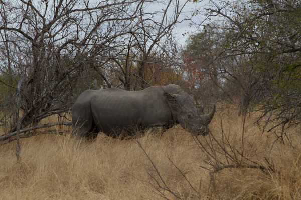 Rinoceronte - Kruger N.P. (Sudafrica)