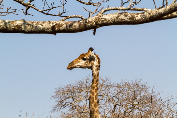 Giraffa - Kruger N.P. (Sudafrica)