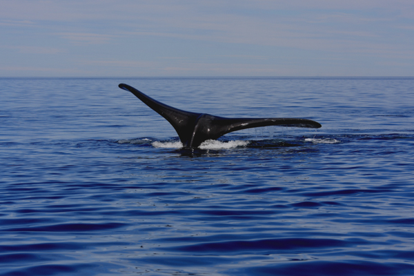 Balena Franca Australe (Patagonia Argentina)