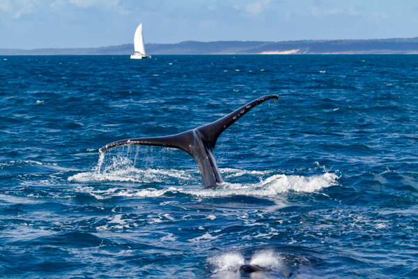 Balena - Hervey Bay (Australia)