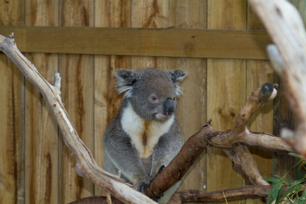 Koala (Phillip Island Australia)