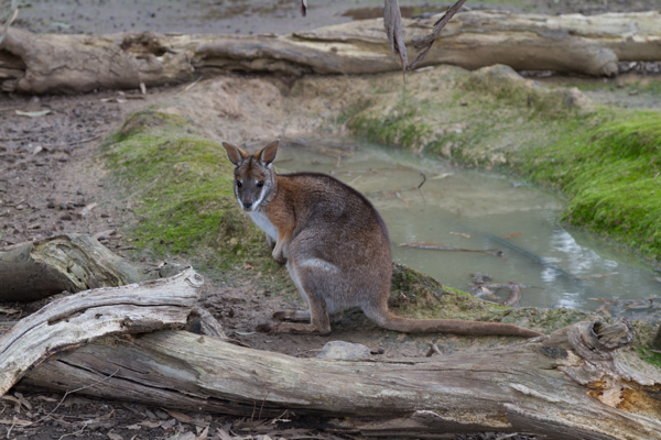 Wallaby (Phillip Island Australia)