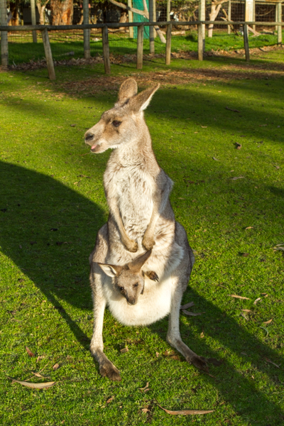 Canguro con prole (Phillip Island Australia)