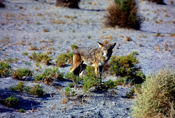 Coyote (Death Valley)
