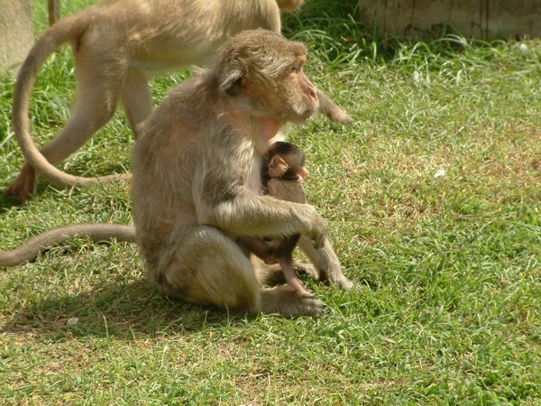 Scimmietta con cucciolo - Lopburi (Thailandia)