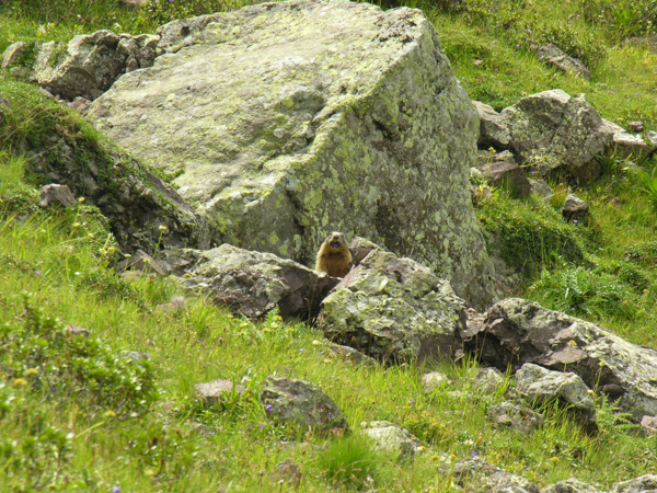 Marmotta del Trentino