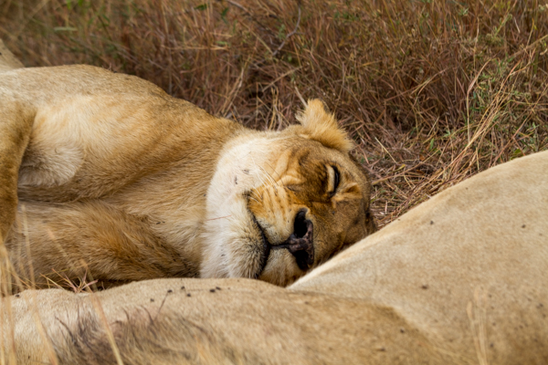 Leonessa addormentata - Kruger N.P. (Sudafrica)