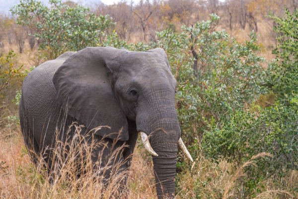 Elefante - Kruger N.P. (Sudafrica)