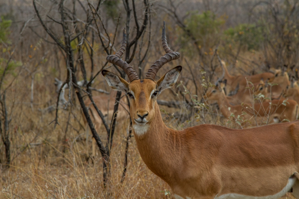Impala - Kruger N.P. (Sudafrica)