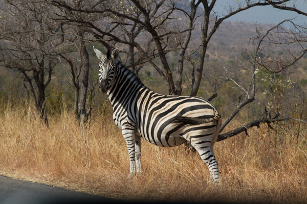 Zebra - Kruger N.P. (Sudafrica)