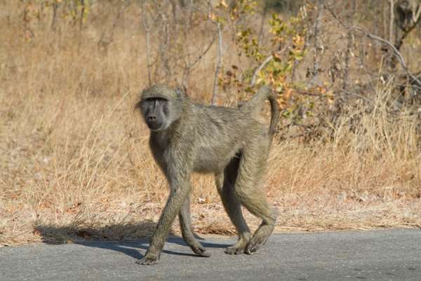 Babbuino - Kruger N.P. (Sudafrica)