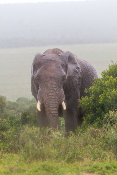 Elefante - Addo Elephant N.P. (Sudafrica)