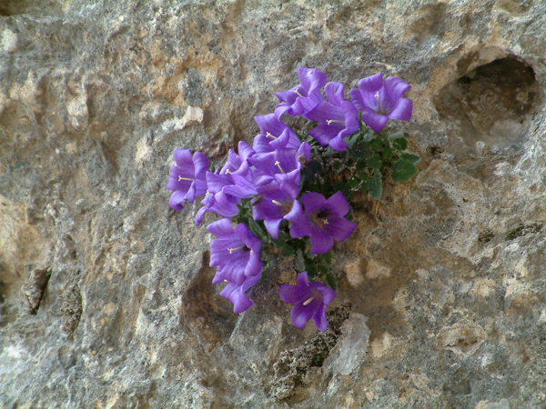 Violette di montagna (Cavalese)
