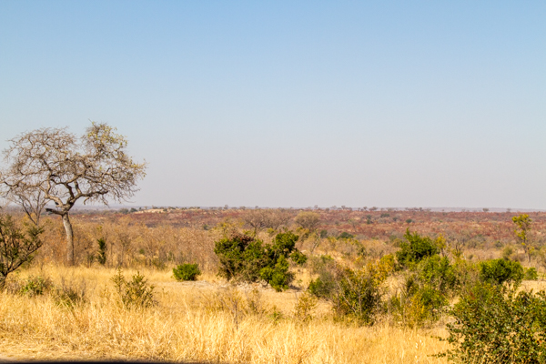Savana nel Kruger N. P. (Sudafrica)