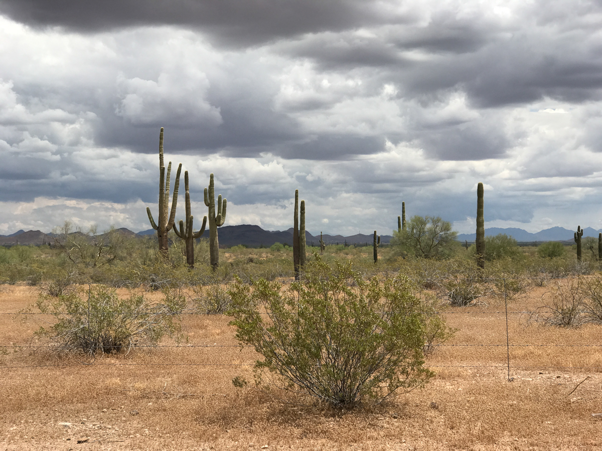 Cactus dell'Arizona